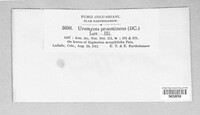 Uromyces proëminens image